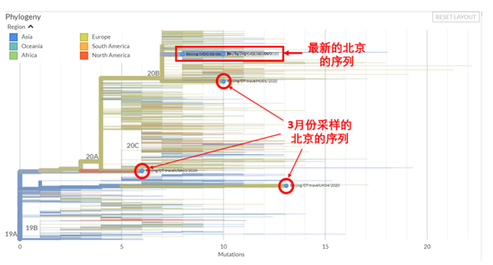 圖1 全球新冠病毒家族樹譜。上圖以取樣時間為橫坐標(biāo)，下圖以突變的數(shù)目為橫坐標(biāo)。